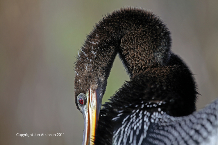 Anhinga, Everglades N.P. Anhinga Darter